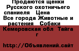 Продаются щенки Русского охотничьего спаниеля › Цена ­ 25 000 - Все города Животные и растения » Собаки   . Кемеровская обл.,Тайга г.
